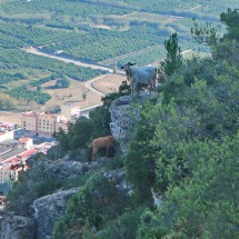Two goats with Tavernes de la Valldigna